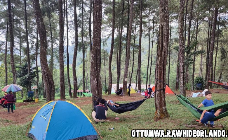 Hutan Pinus Darmacaang Tempat Healing